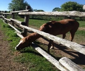 Escaping the Paddock