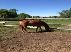Trying to Escaping Paddock