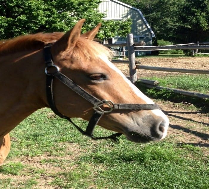 Friday Funny–Meet Jack